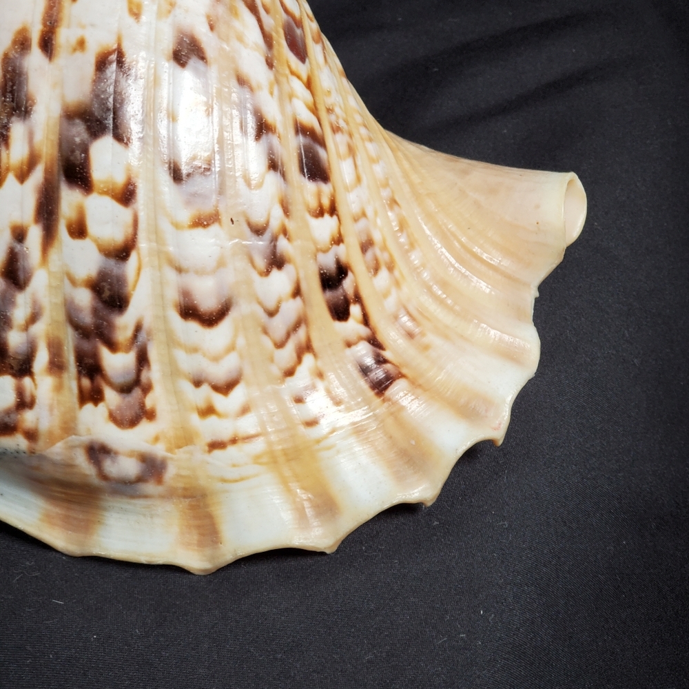 Triton's Trumpet Gaint Shell 14" - Picture 7 of 9